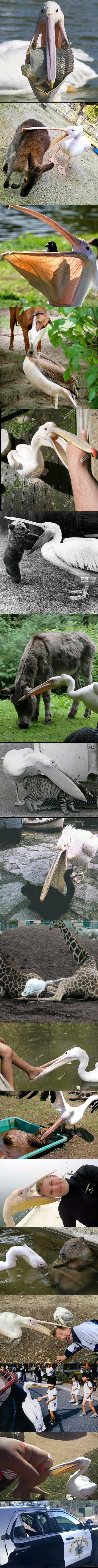 일단 입에 넣고 보는 펠리컨_1.jpg