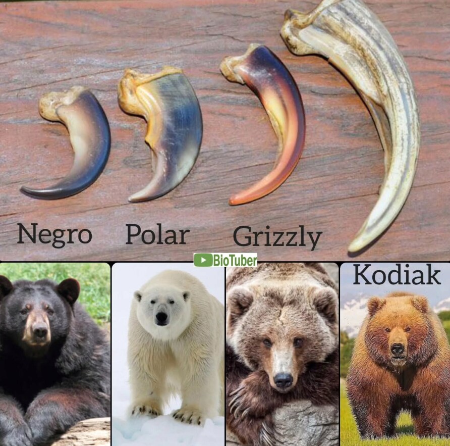 곰 종류 별 발톱 크기 차이_1.png