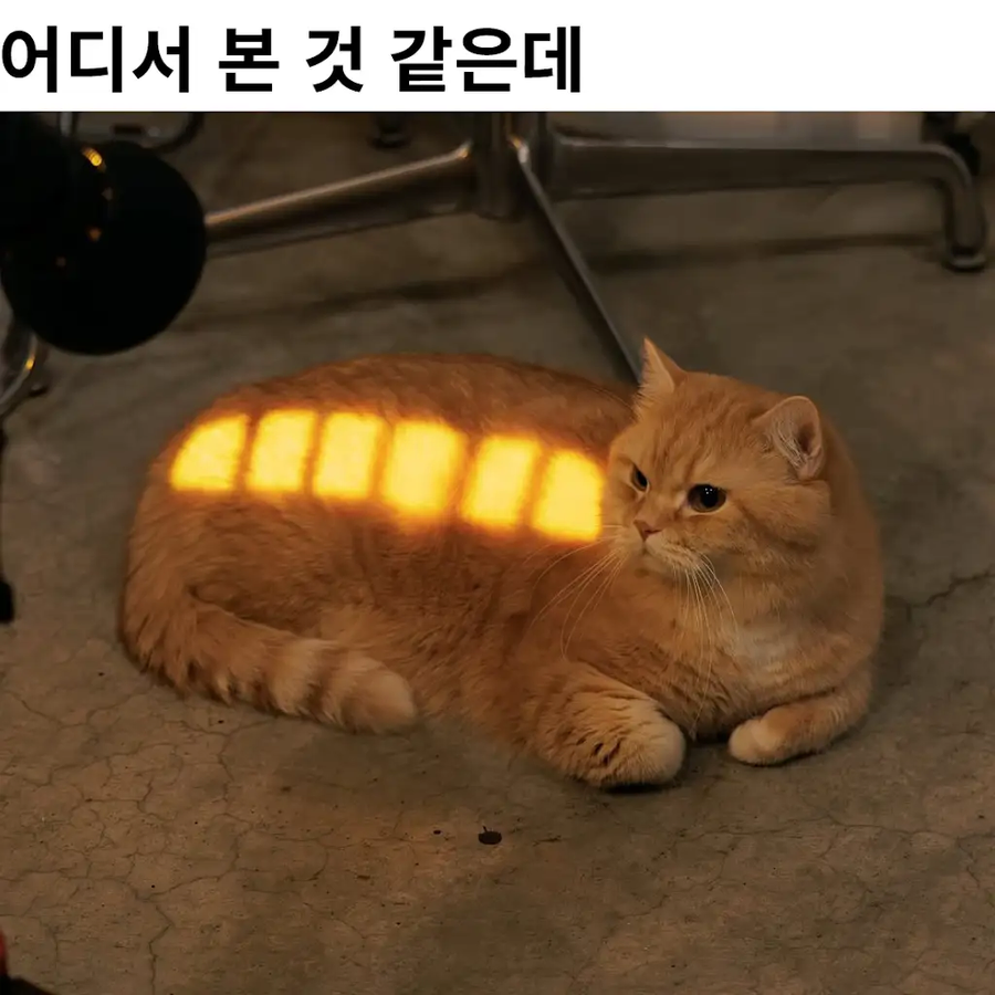 어디서 본 것 같은 고양이.jpg_1.webp