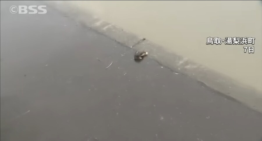 두더지 찍는 일본 리포터.jpg_3.jpg