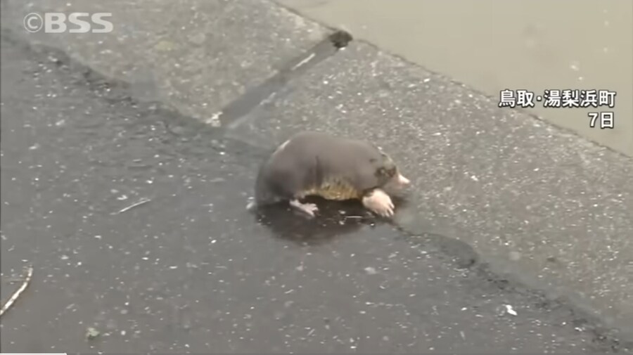 두더지 찍는 일본 리포터.jpg_4.jpg