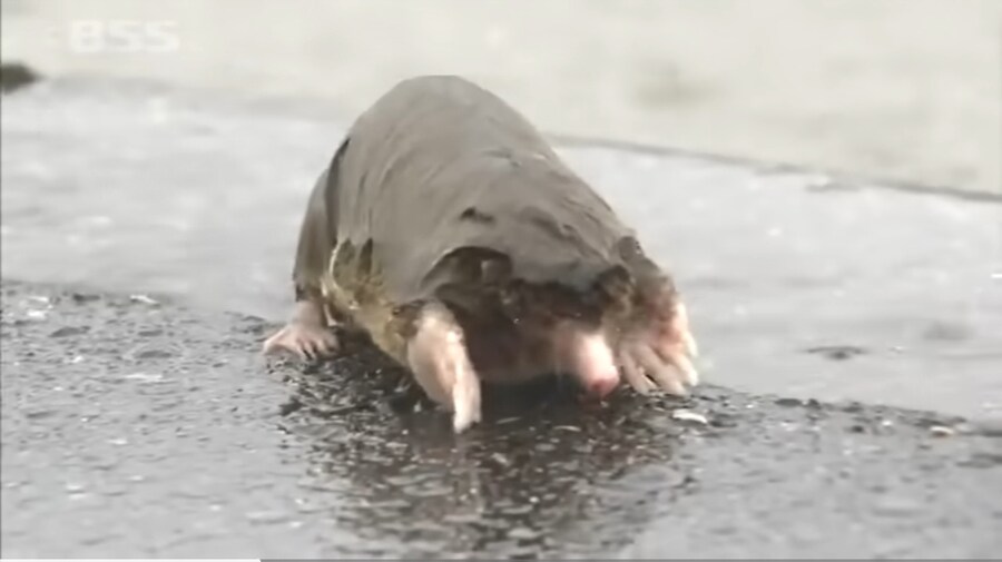 두더지 찍는 일본 리포터.jpg_5.jpg