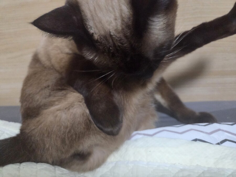 난 분명 우리집 고양이 굶긴 적이 없다..._1.jpg