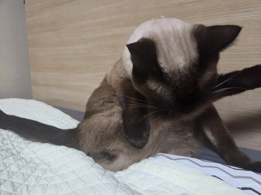 난 분명 우리집 고양이 굶긴 적이 없다..._2.jpg