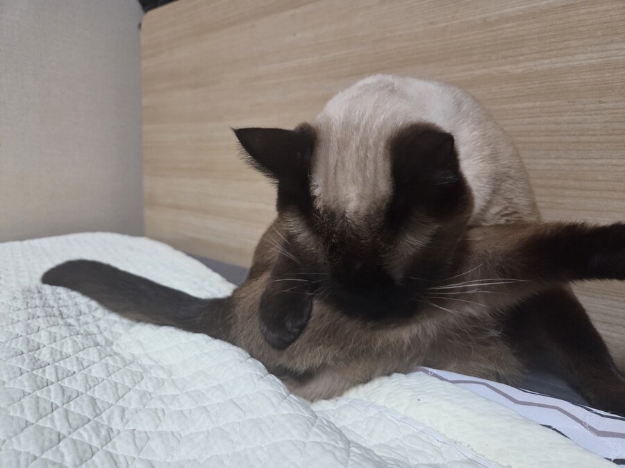 난 분명 우리집 고양이 굶긴 적이 없다..._5.jpg