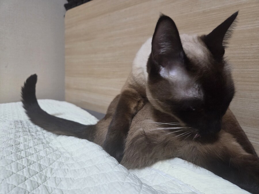 난 분명 우리집 고양이 굶긴 적이 없다..._6.jpg