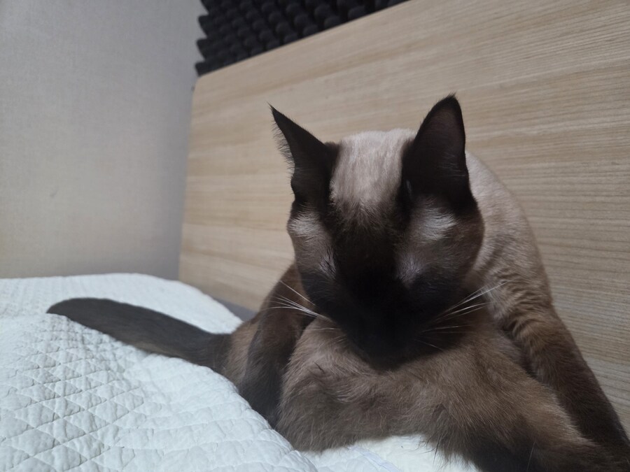 난 분명 우리집 고양이 굶긴 적이 없다..._7.jpg