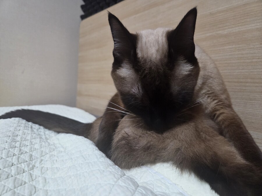 난 분명 우리집 고양이 굶긴 적이 없다..._8.jpg