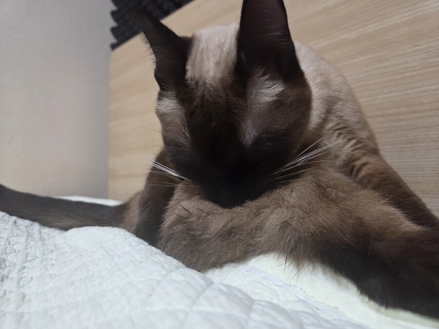 난 분명 우리집 고양이 굶긴 적이 없다..._9.jpg