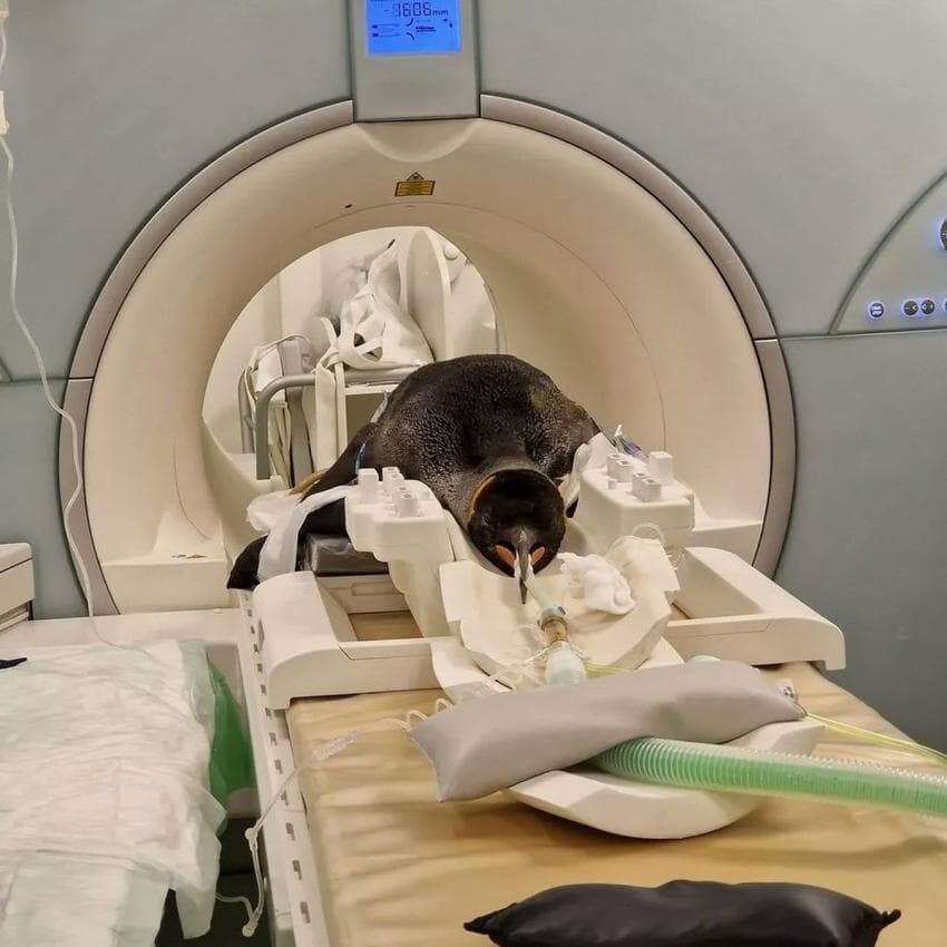 동물들 MRI 찍는 방법_1.jpg