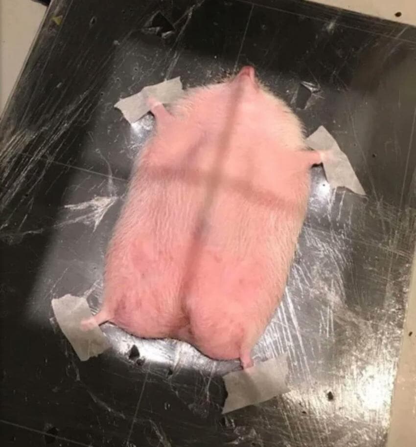 동물들 MRI 찍는 방법_2.jpg