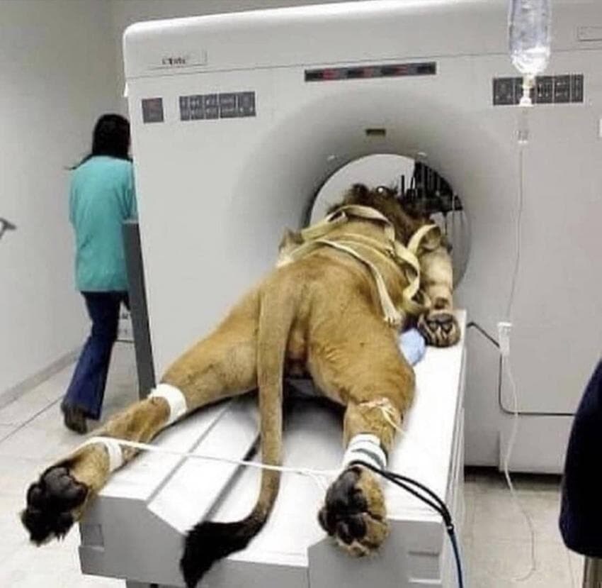 동물들 MRI 찍는 방법_5.jpg