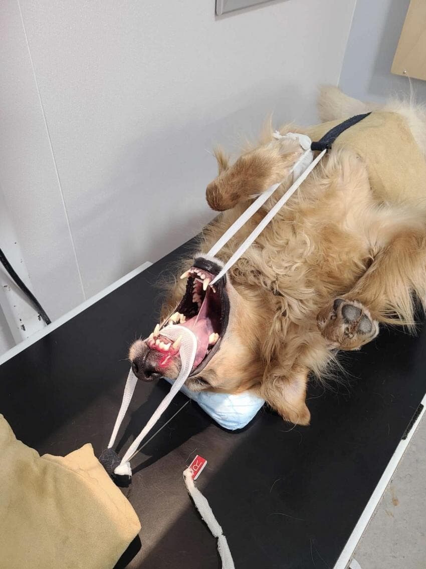 동물들 MRI 찍는 방법_8.jpg