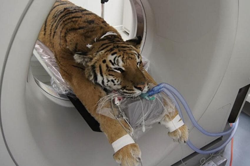 동물들 MRI 찍는 방법_9.jpg