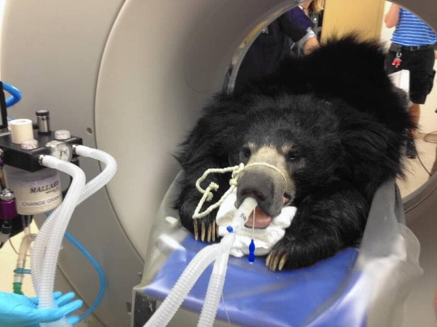 동물들 MRI 찍는 방법_16.jpg