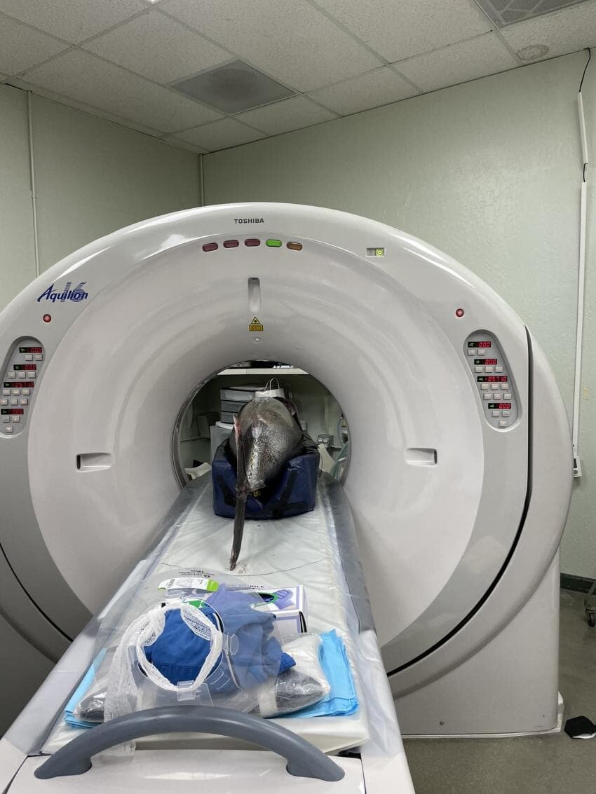 동물들 MRI 찍는 방법_17.jpg