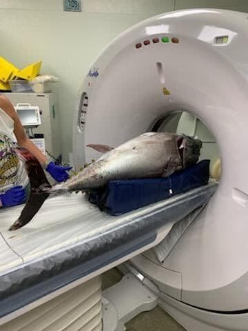 동물들 MRI 찍는 방법_18.jpg