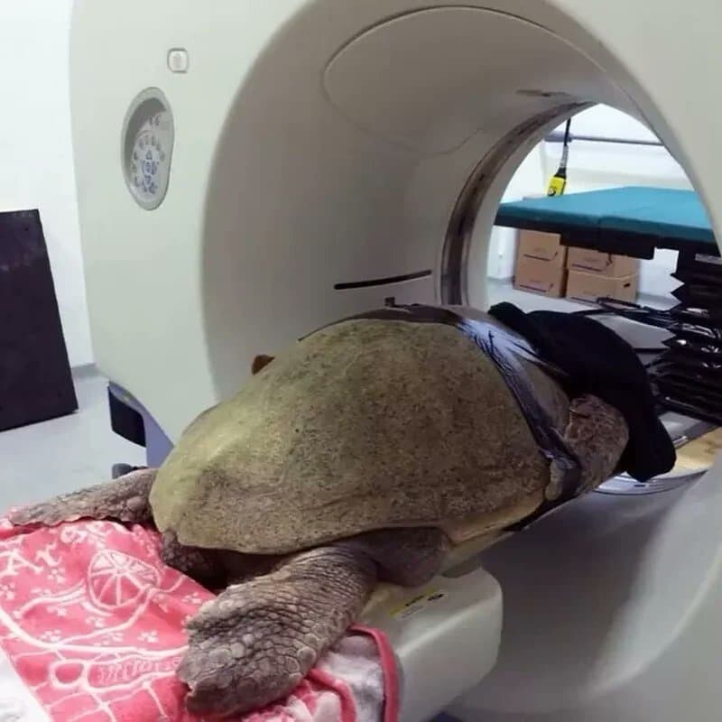 동물들 MRI 찍는 방법_21.jpg