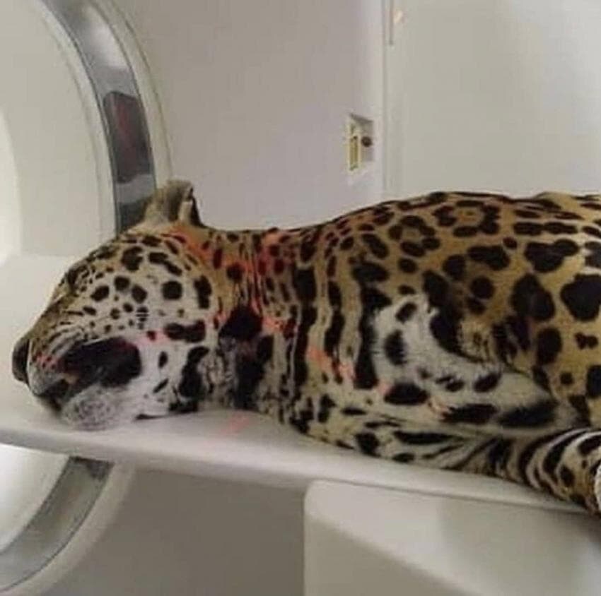 동물들 MRI 찍는 방법_22.jpg