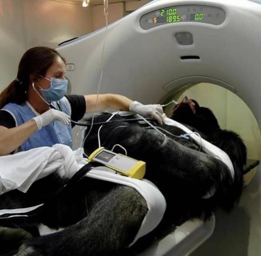 동물들 MRI 찍는 방법_23.jpg