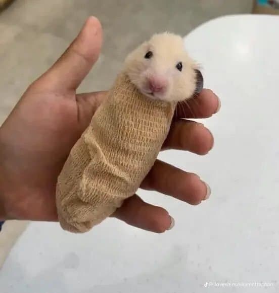 동물들 MRI 찍는 방법_27.jpg