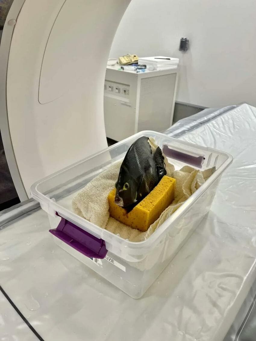 동물들 MRI 찍는 방법_28.jpg