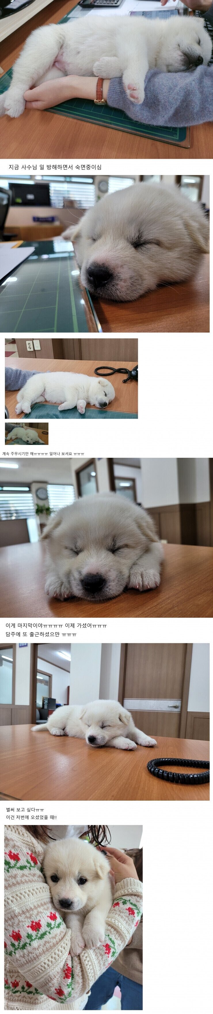 부장님이 회사에 막내딸이라며 데려왔는데 잠만 자다감_1.jpg