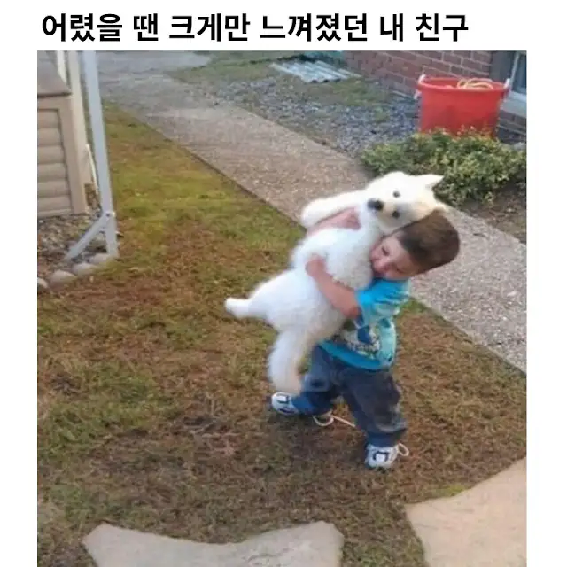 어린 시절엔 마냥 커보이기만 했던 개였는데..ㅠㅠㅠㅠ_1.webp