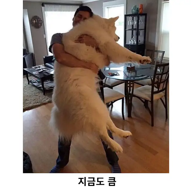 어린 시절엔 마냥 커보이기만 했던 개였는데..ㅠㅠㅠㅠ_2.webp