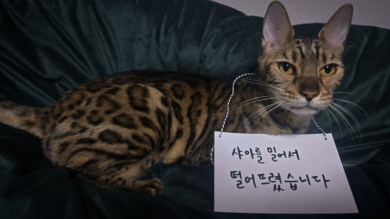 샤아 피규어.jpg_4.jpg