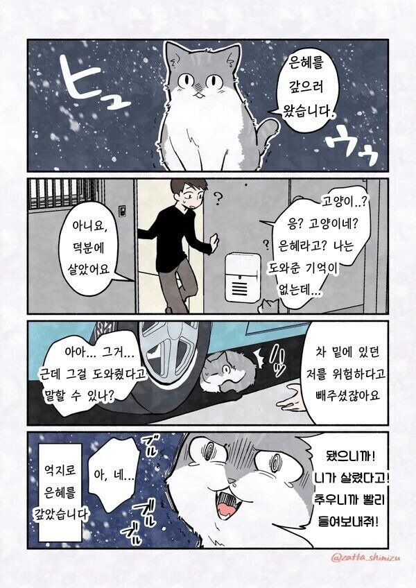 은혜 갚으러 인간 따라오는 길고양이 특징_1.jpg