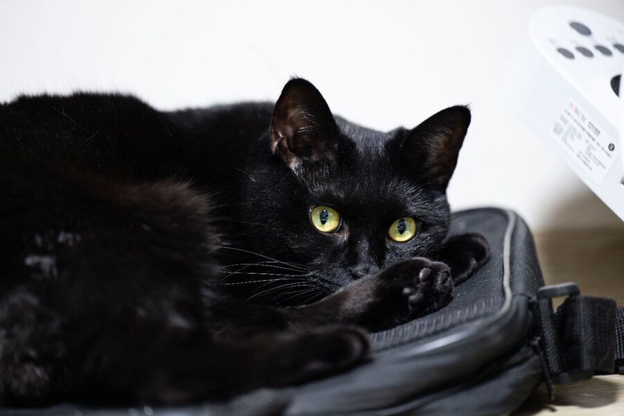 인기없는 검은 고양이_1.jpg