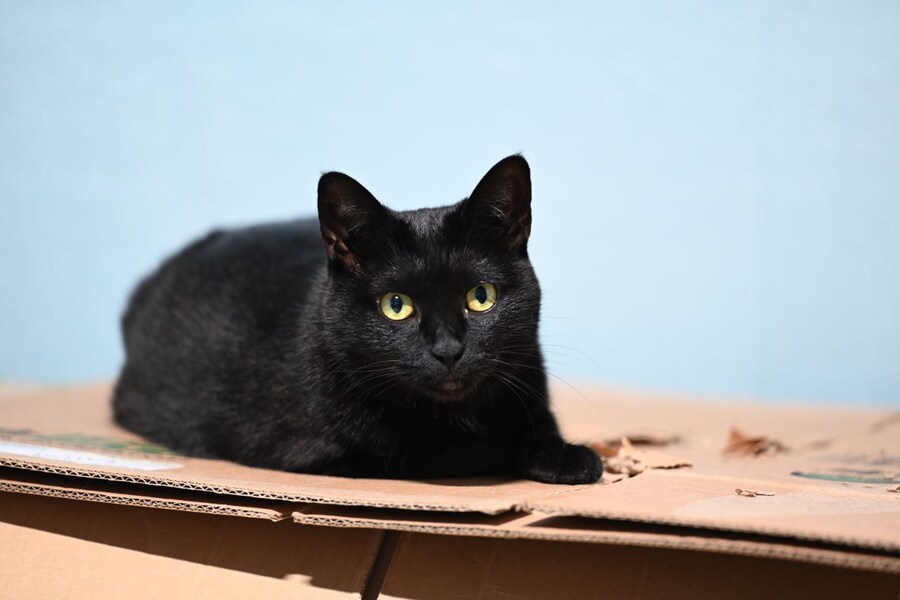 인기없는 검은 고양이_2.jpg