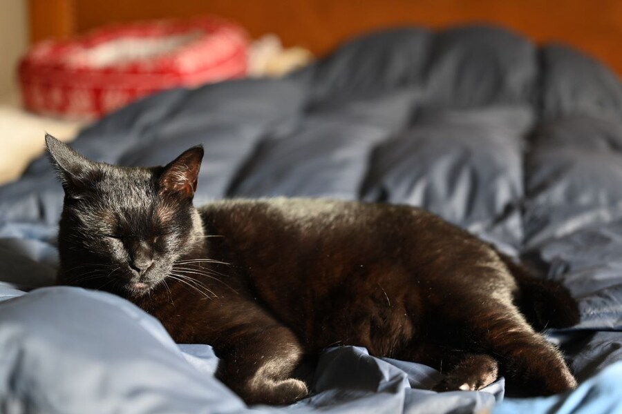 인기없는 검은 고양이_3.jpg