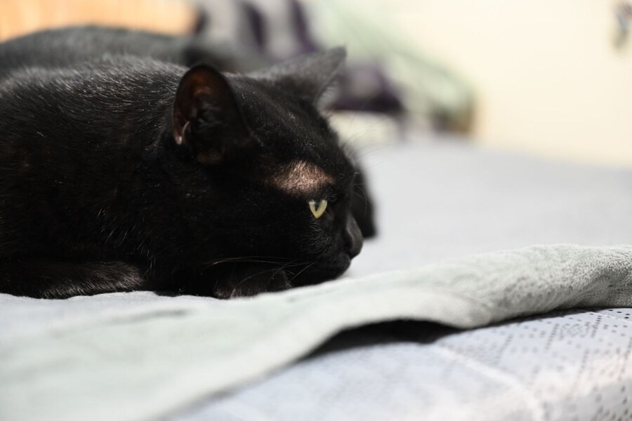 인기없는 검은 고양이_4.jpg