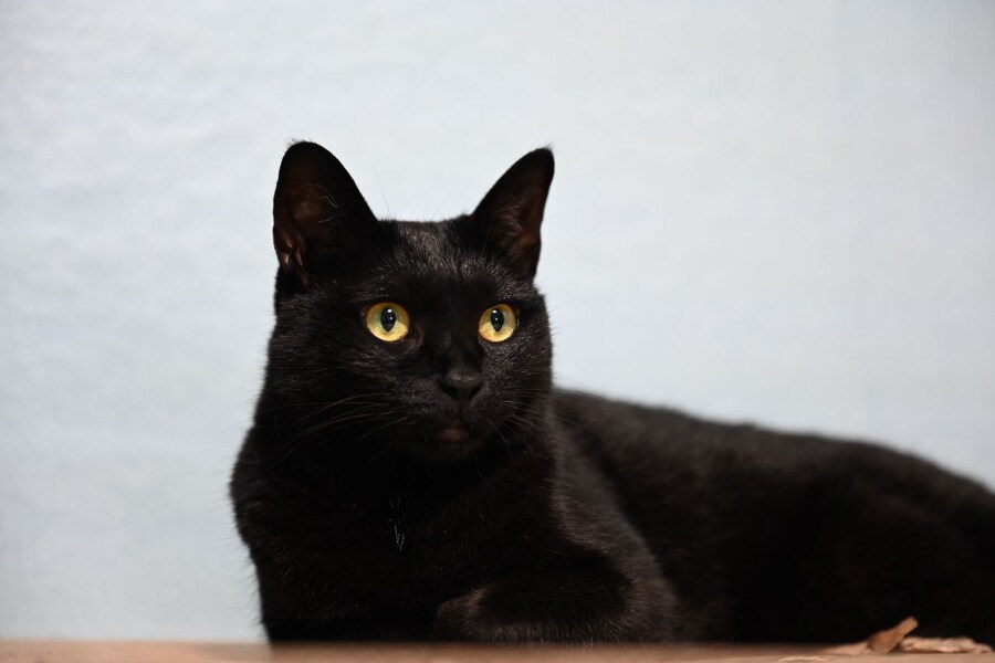 인기없는 검은 고양이_5.jpg