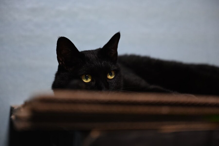 인기없는 검은 고양이_6.jpg