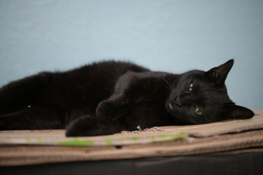 인기없는 검은 고양이_7.jpg