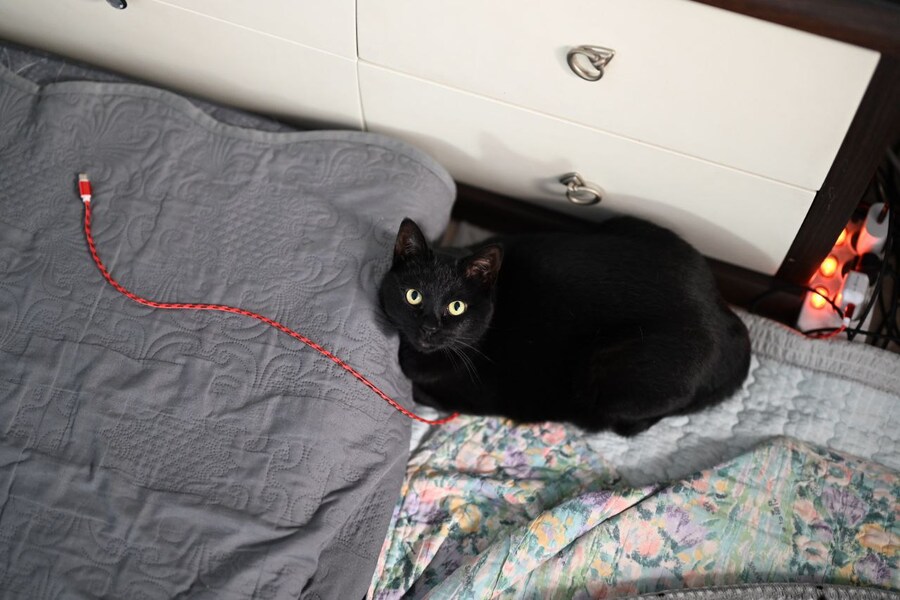 인기없는 검은 고양이_10.jpg