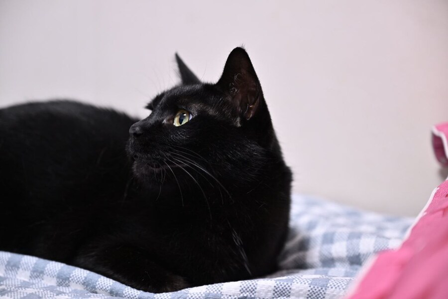 인기없는 검은 고양이_11.jpg