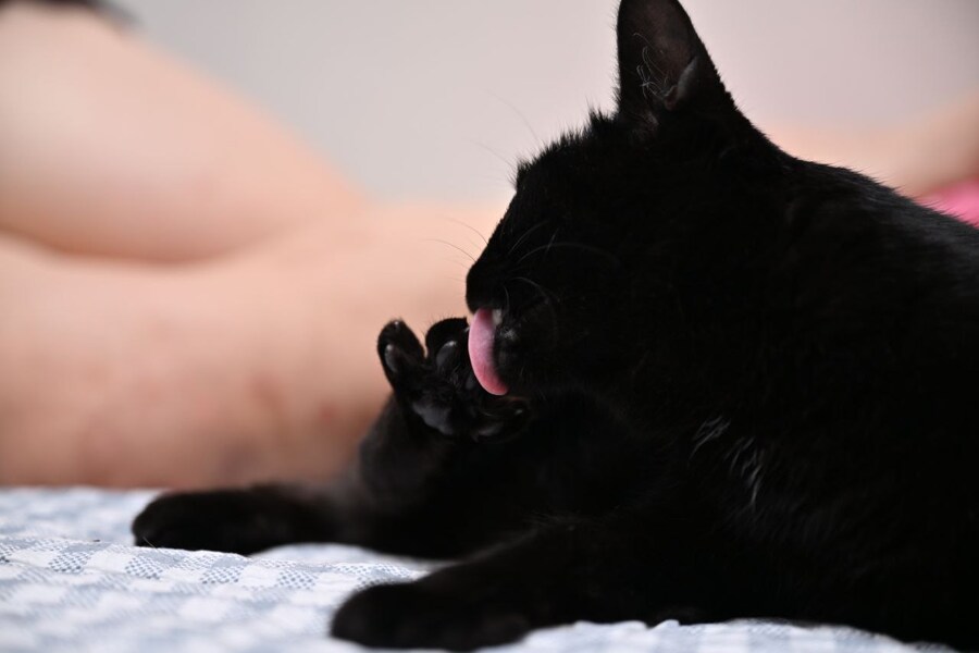 인기없는 검은 고양이_12.jpg