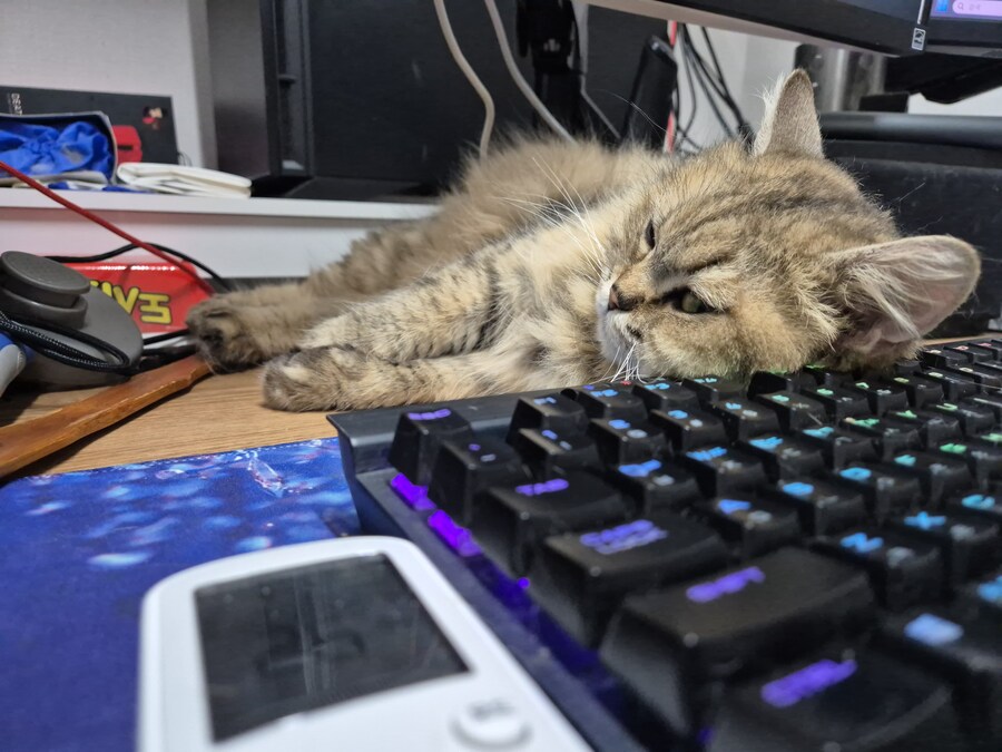 착하고 순한 고양이만 할 수 있는 것_2.jpg