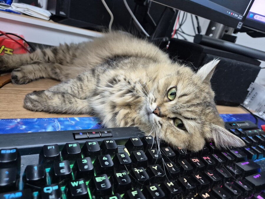 착하고 순한 고양이만 할 수 있는 것_1.jpg