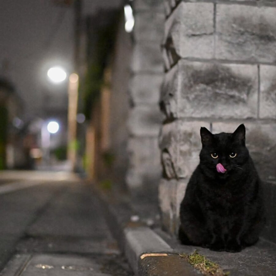 야밤의 길가의 검냥이..._1.jpg