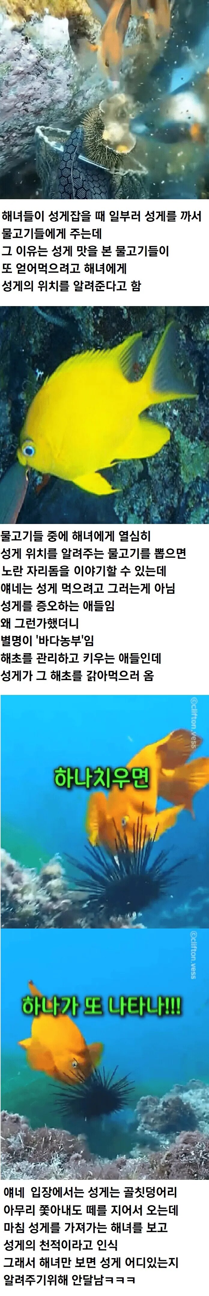해녀가 성게 잡을때 물고기들한테 성게 까주는 이유_1.png
