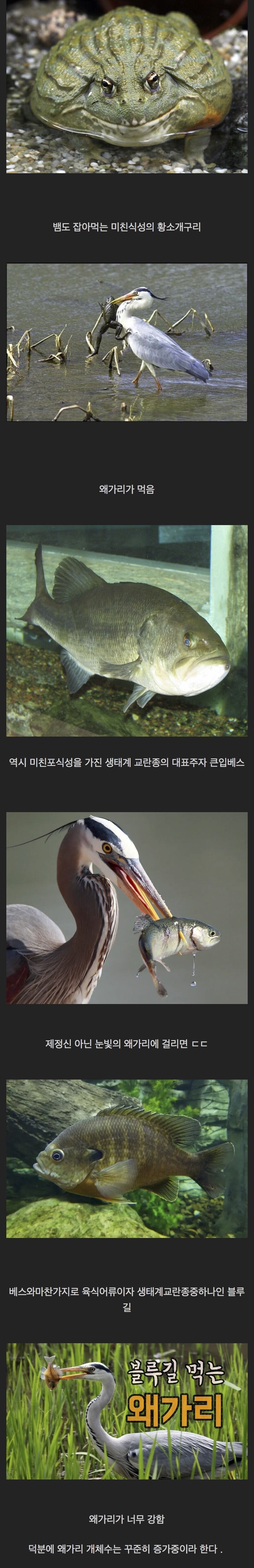 우리나라에서 어느순간 생태계 교란종 뉴스가 시들해진이유_1.jpg