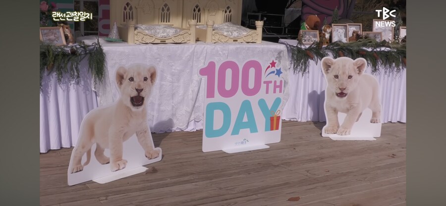 한국에서 태어난 아기 백사자 100일 잔치_1.png