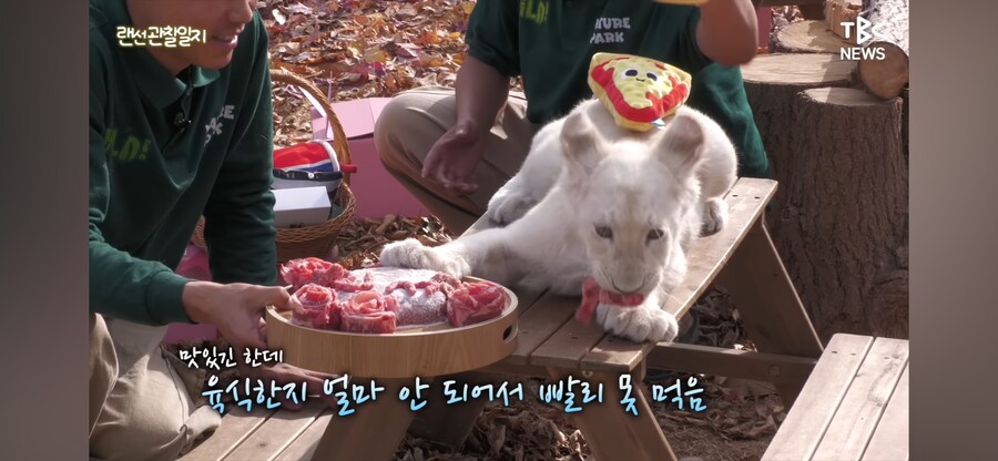 한국에서 태어난 아기 백사자 100일 잔치_2.png