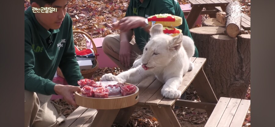 한국에서 태어난 아기 백사자 100일 잔치_3.png