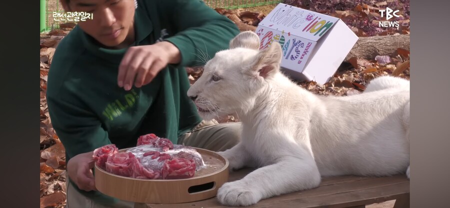 한국에서 태어난 아기 백사자 100일 잔치_4.png